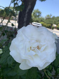Cream Color Fragrant Plant Cuttings - 6 Inches Long - 5 Pack for Propagation & Indoor Gardening - Scientific Name Available