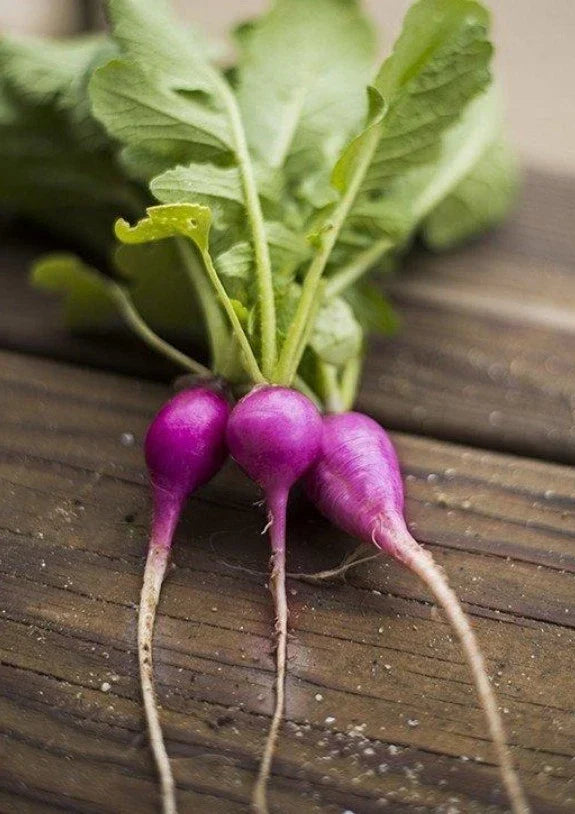 Purple Plum Radish Seeds - Organic Non-GMO Open Pollinated - Brassica rapa var. radicula - 200 Pack