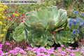 Aeonium Arboreum Cutting - Green Succulent Plant - Japanese Cactus Live No Root - Indoor or Outdoor Garden