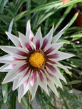 Gazania Rigens White Cherry and Yellow Flowering Perennial in 4-Inch Pot, Drought-Tolerant Ground Cover Plant