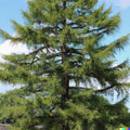 Japanese Larch Tree Seeds - Larix leptolepis - Fast Growing Bonsai & Landscape Seeds - Over 40 Seeds