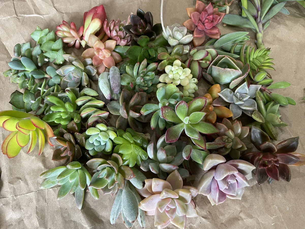 40 Plant Cuttings Pack - Colorful Varieties for Gardening and Propagation - Indoor & Outdoor Plants