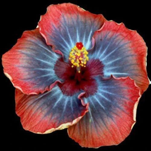 Small Rooted Tropical Hibiscus Plant - Voodoo Queen, Hibiscus rosa-sinensis, Vibrant Purple & Pink Flowers, Ships Bare Root
