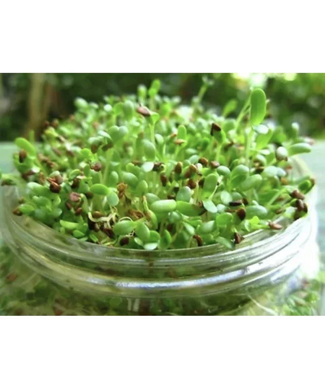 Alfalfa Microgreens Seeds 100 Count Organic Non-GMO Medicago Sativa for Sprouts and Salad Additions