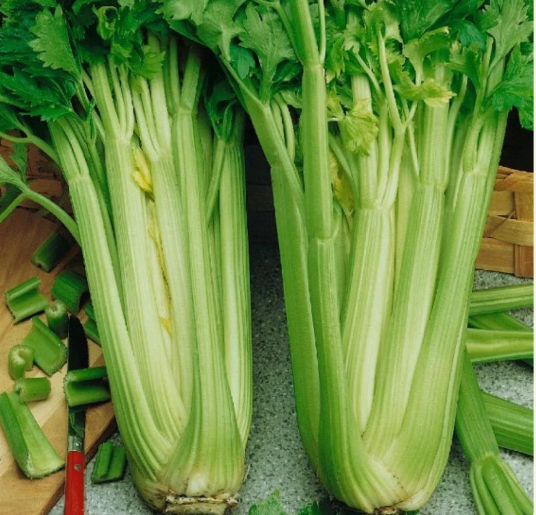 Organic Utah Celery Seeds - 8,000 Non-GMO Apium graveolens Vegetable Seeds for Home Gardening