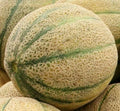 Cantaloupe Seeds - Hale's Best Jumbo, Cucumis melo, Vining Summer Fruit Seeds, Juicy Orange Flesh, Garden Planting Pack