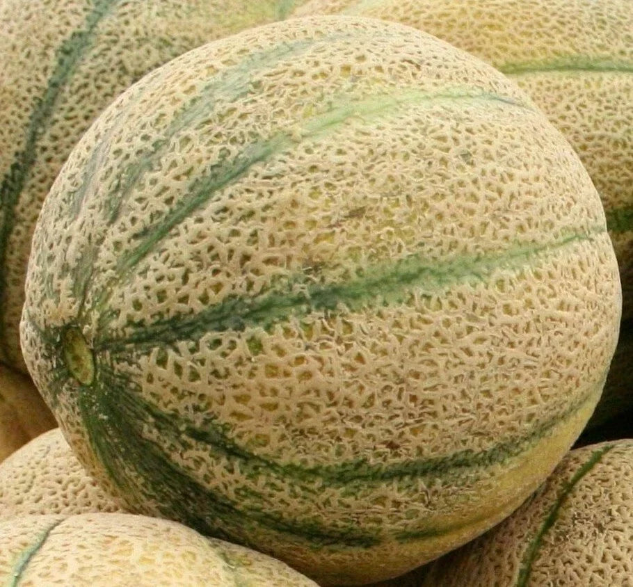 Cantaloupe Seeds - Hale's Best Jumbo, Cucumis melo, Vining Summer Fruit Seeds, Juicy Orange Flesh, Garden Planting Pack