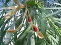 Willow Acacia Seeds - 25 Pack - Acacia Salicina - Weeping Tree for Landscaping and Erosion Control