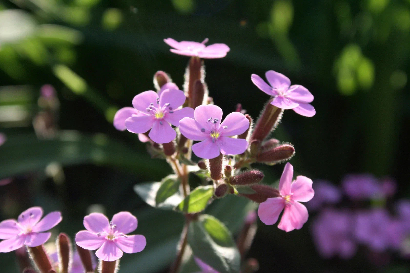 Soapwort Seeds - 105 Count - Pink Flowers - Saponaria officinalis - Garden Border, Pollinator Attractant, Drought Tolerant