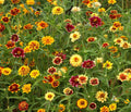 Zinnia Seeds Mix - Persian Carpet Bi-Colored Blooms, Garden Flowers, Zinnia elegans, 12-18 inches tall
