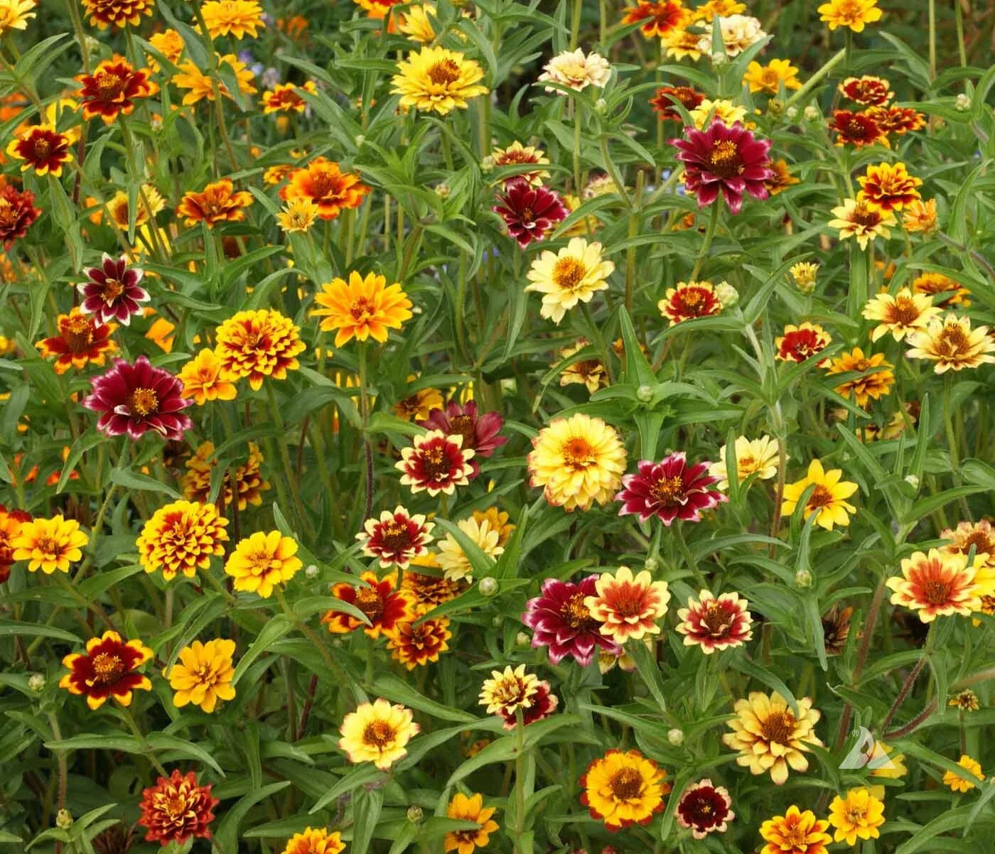 Zinnia Seeds Mix - Persian Carpet Bi-Colored Blooms, Garden Flowers, Zinnia elegans, 12-18 inches tall