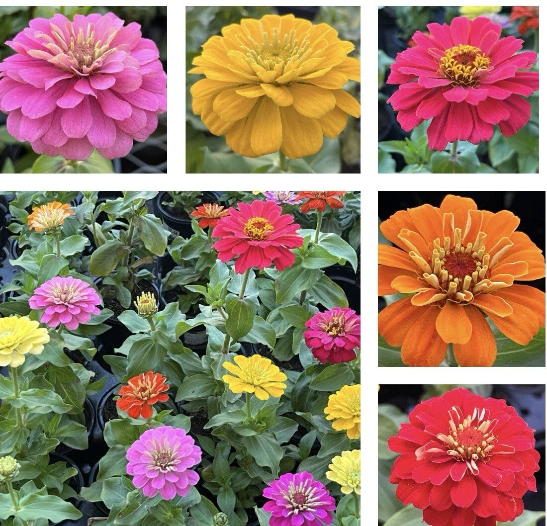 California Giant Zinnia Seeds - Pack of 100+ - Colorful Varieties - Zinnia elegans for Garden, Borders, Containers