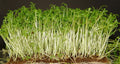 Curled Cress Seeds - 100 Pack, Peppery Flavor, Lepidium sativum, Easy Indoor/Outdoor Growth