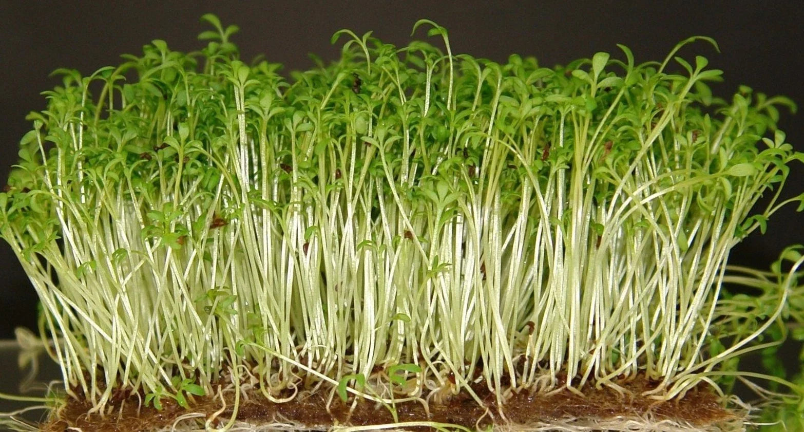 Curled Cress Seeds - 100 Pack, Peppery Flavor, Lepidium sativum, Easy Indoor/Outdoor Growth