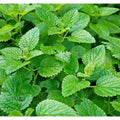 Mint Seeds for Planting - 1000 Non-GMO Heirloom Mentha spp. Herb Seeds for Culinary, Tea & Garden