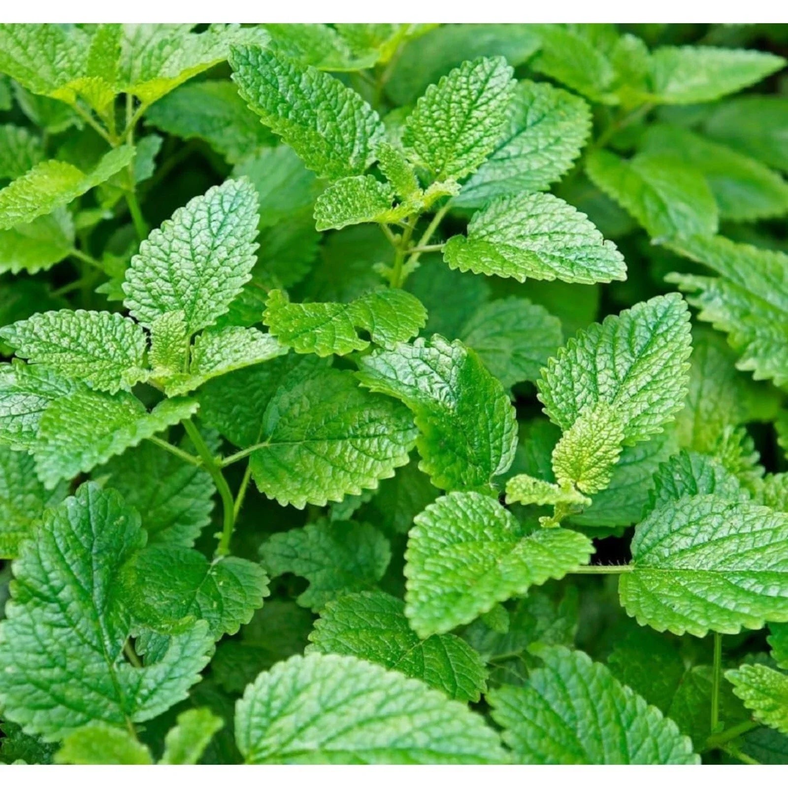 Mint Seeds for Planting - 1000 Non-GMO Heirloom Mentha spp. Herb Seeds for Culinary, Tea & Garden
