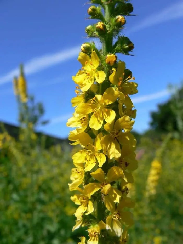 Wildflower Seeds - 100 Church Steeples (Agrimonia eupatoria) - Yellow Flowers, Pollinator Attracting, Drought-Resistant