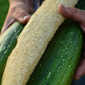 Luffa Gourd Seeds - Pack of 24 - Loofah Sponge Gourd for Crafting & Gardening - Luffa aegyptiaca, Climbing Vine, Eco-Friendly