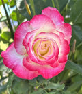 Large Fragrant Double Delight Rose - 5 Stems for Planting - Rosa 'Double Delight' - Vibrant White and Red Blooms
