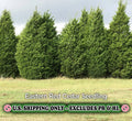 Eastern Red Cedar Tree - Quart Pot Live Plant - Juniperus virginiana - Evergreen, Drought-Tolerant, Wildlife Habitat, Zones 2-9