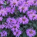 Double Lilac Bee Balm Seeds - 100 Flower Seeds for Hummingbirds & Pollinators - Monarda didyma