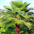 Mexican Fan Palm Tree Seeds - 10 Pack Washingtonia robusta Tropical Cold Hardy Plant for Garden Landscape
