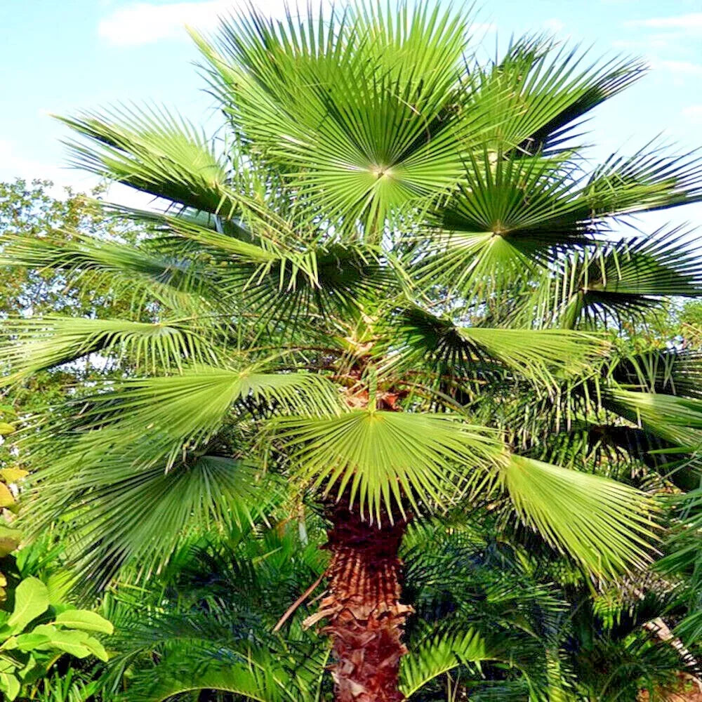 Mexican Fan Palm Tree Seeds - 10 Pack Washingtonia robusta Tropical Cold Hardy Plant for Garden Landscape