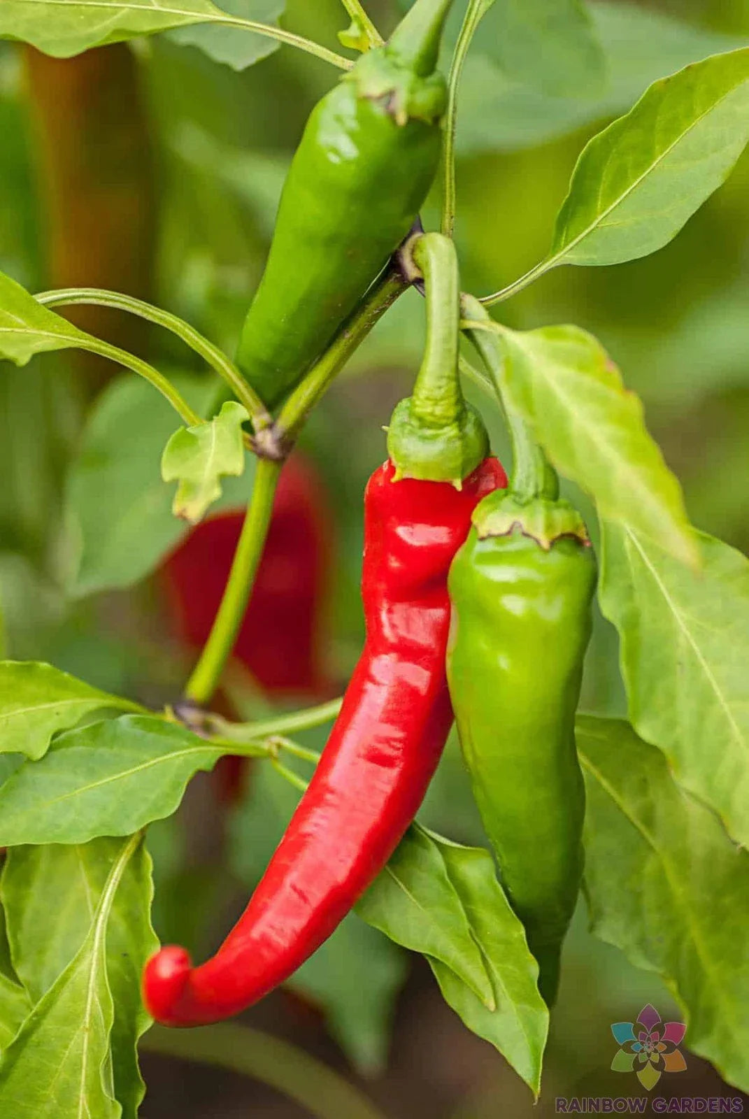 Diablo Grande Hot Pepper Seeds – Organic Capsicum chinense – Spicy Garden Seeds for Salsas & Culinary Use – 25+ Pack