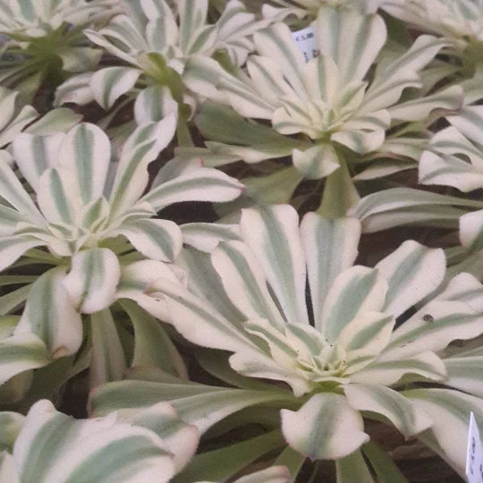Variegated Aeonium Cutting - Rosette Succulent Plant - Aeonium Luteovariegatum 'Sunburst' for Indoor & Outdoor Gardening