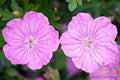 Geranium Seeds - Ankum's Pride Purple Blooms - Pelargonium sanguineum - Perennial Flower Seeds for Garden