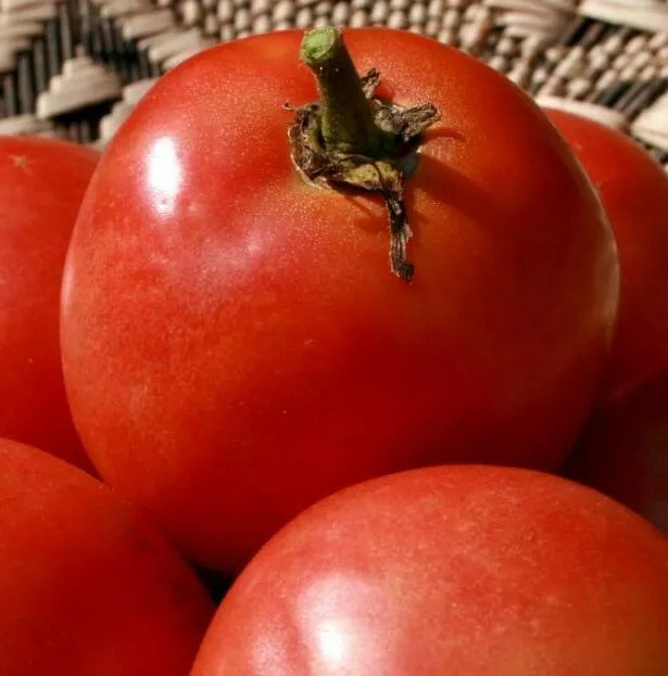 Homestead Tomato Seeds - 100+ Organic Vegetable Garden Slicing & Sauce Solanum lycopersicum