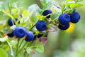 Bilberry Seeds - 30 Seeds, Dwarf Shrub, Vaccinium myrtillus, Berry Producing, Compact, Perennial, Acidic Soil, Full Sun to Partial Shade