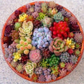 Mixed Succulent Seeds Pack – 100 Assorted Varieties for Indoor & Outdoor Gardening, Easy to Grow, Non-GMO