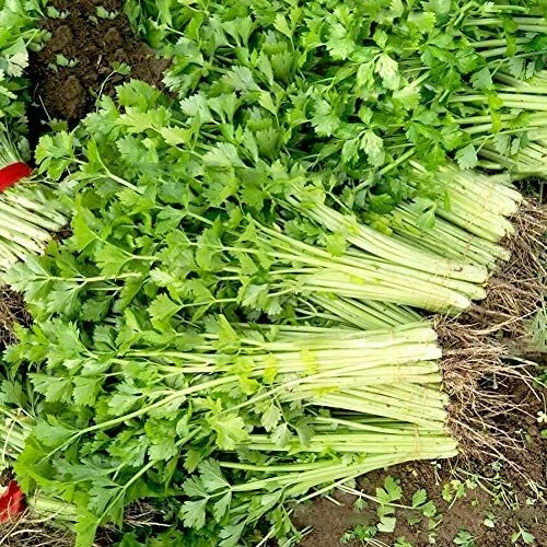 Chinese Light Green Celery Seeds - Heirloom Non-GMO Organic Vegetable Seeds for Gardening