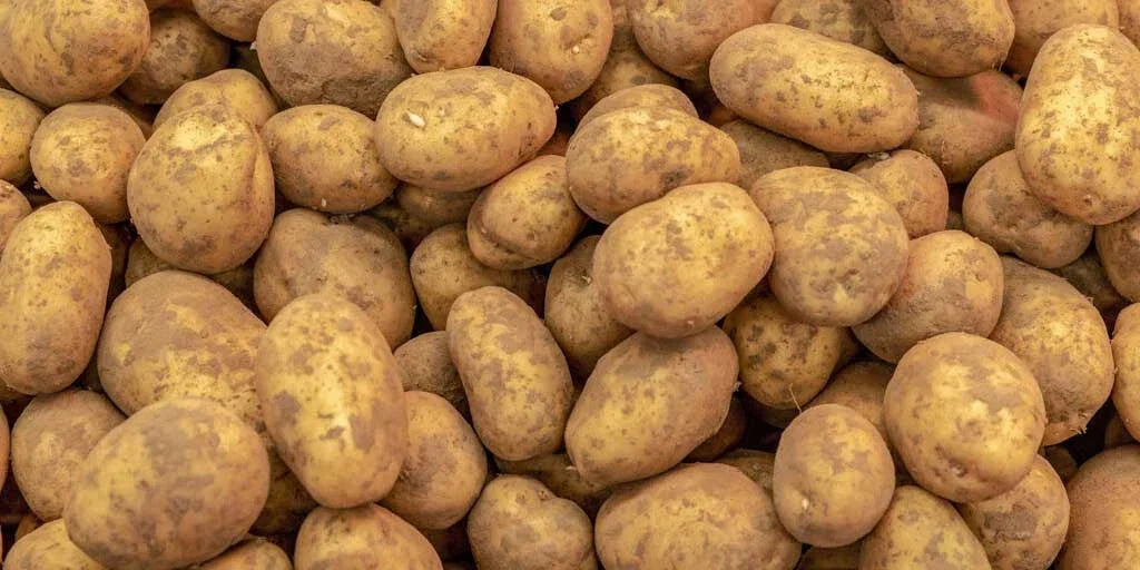 Kennebec Potato Seed Starters - 3 lb White Skinned, Mid-Season Solanum tuberosum for Home Garden Cultivation