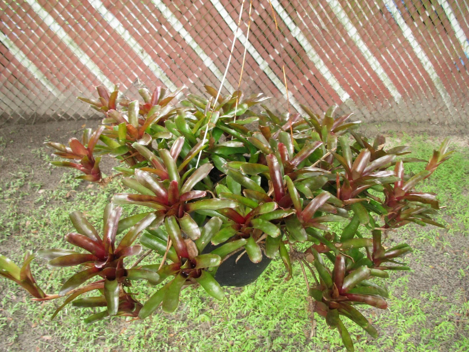Branching Neoregelia Bromeliad Pack of 3 – Green and Dark Red Indoor Tropical Plant – Neoregelia spp.