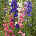 Larkspur Seeds 200 Count - Annual Flower Seeds for Garden, Delphinium ajacis, Colorful Blooms