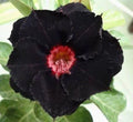 Black Red Desert Rose Seeds - Adenium Obesum Perennial Flower Seeds for Garden, Container, Landscape, Exotic Blooms, Drought-Resistant