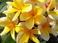 Yellow Plumeria Live Cutting - Frangipani, Tropical Plant, Plumeria rubra, Easy to Grow, Fragrant Flowers
