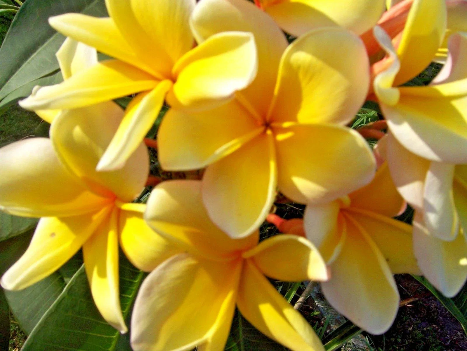 Yellow Plumeria Live Cutting - Frangipani, Tropical Plant, Plumeria rubra, Easy to Grow, Fragrant Flowers