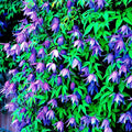 Blue Downy Clematis Seeds - 20 Hybrid Climber Flower Seeds for Garden Trellises - Clematis macropetala