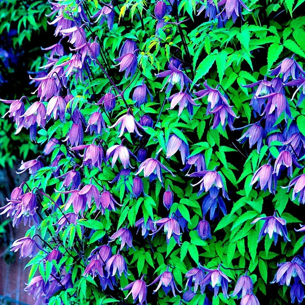 Blue Downy Clematis Seeds - 20 Hybrid Climber Flower Seeds for Garden Trellises - Clematis macropetala