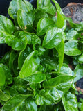 Brazilian Spinach Cuttings - 4 Pack Samba Lettuce (Alternanthera sissoo)