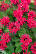 Bee Balm Live Plant 4" Pot Monarda didyma Cheery Red Flowers Perennial Garden Plant