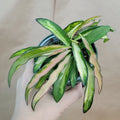 Hoya Kentiana Wayetii Variegated - Rare Variegated Indoor Plant in 4" Pot