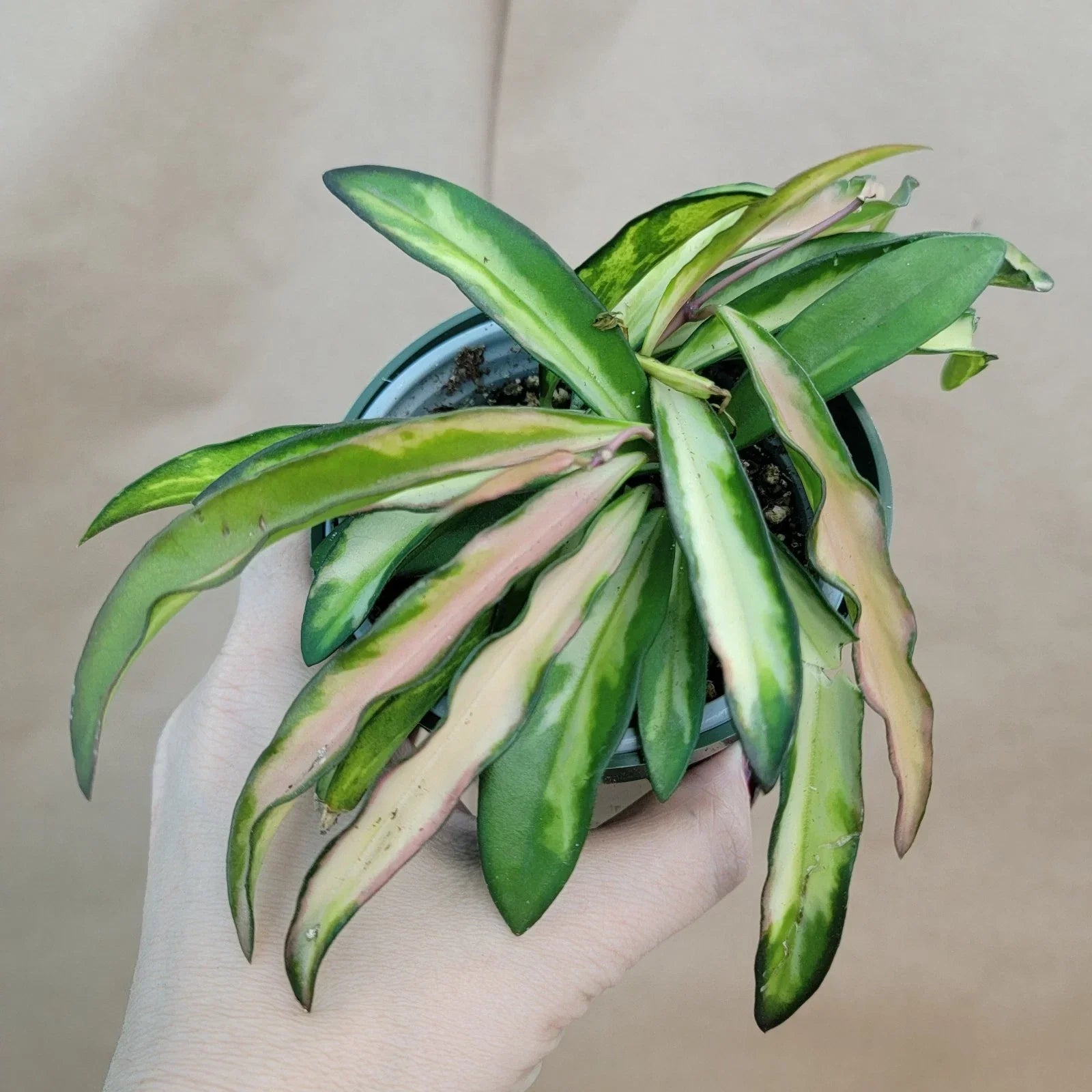 Hoya Kentiana Wayetii Variegated - Rare Variegated Indoor Plant in 4" Pot