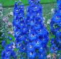 Cobalt Dreams Delphinium Seeds – 200+ Pack, Vibrant Blue Flowers, Delphinium elatum, Perennial Garden Planting