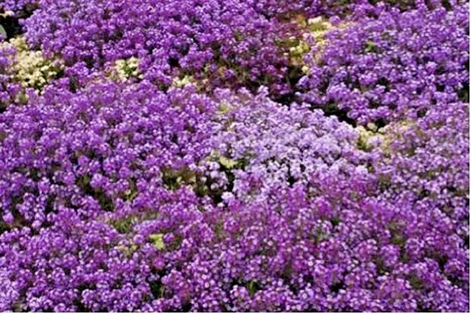 Royal Carpet Sweet Alyssum Flower Seeds - 1000+ Lobularia maritima Groundcover for Baskets and Borders