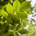 White Ash Tree Seeds - 20 Pack, Fraxinus americana, Native Deciduous Tree for Landscaping and Reforestation