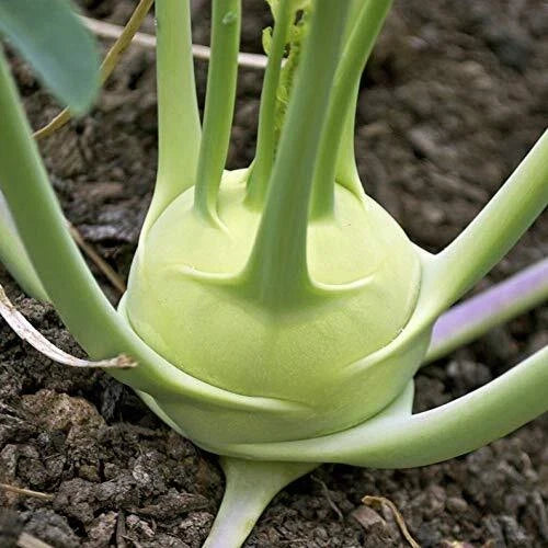 White Kohlrabi Seeds Packet | Heirloom Brassica oleracea var. gongylodes | 100+ Giant White Vegetable Seeds